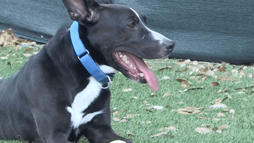 Cali es una perrita que ha vivido 818 en el albergue de Humane Society of Greater Miami.